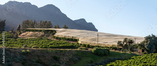 Riebeek Kasteel, Swartland, South Africa. 2019. Overview of the vines, some under shading at Riebeek Kasteel in the Swartland region. photo