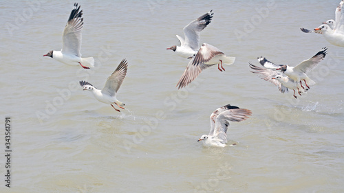 silver gull stock photo and sea image