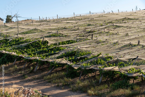 Riebeek Kasteel, Swartland, South Africa. 2019. Overview of the vines under canvas shading at Riebeek Kasteel in the Swartland region. photo