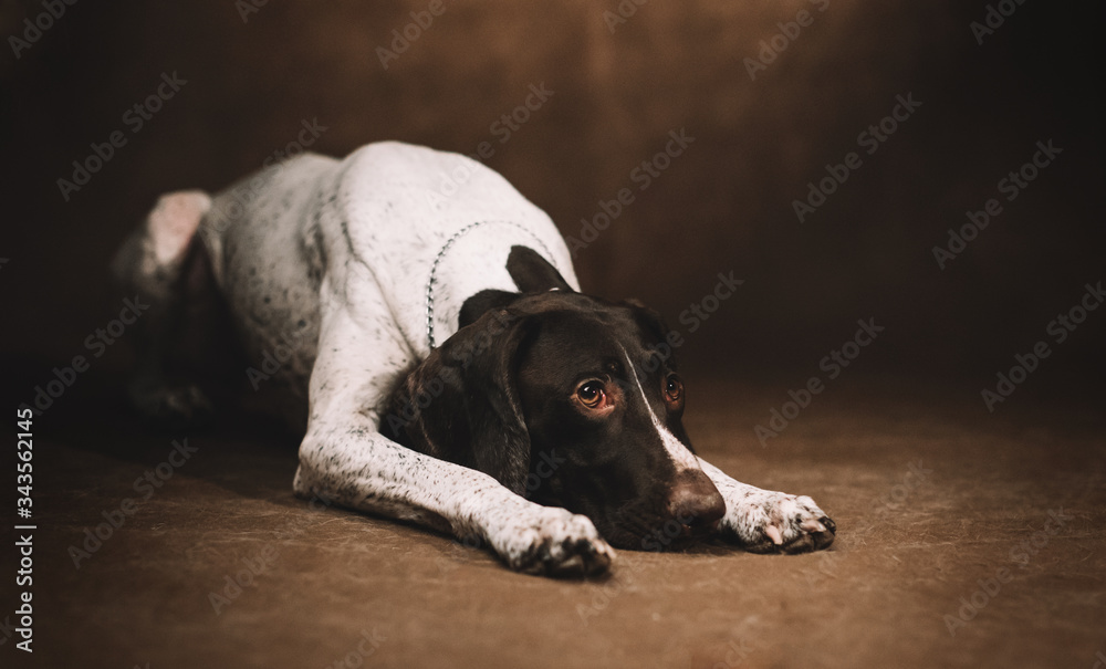 Portrait of a funny dog Pointer Kurzhaar. Brown background.