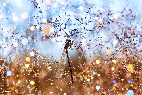 dragonfly sits on a spring meadow