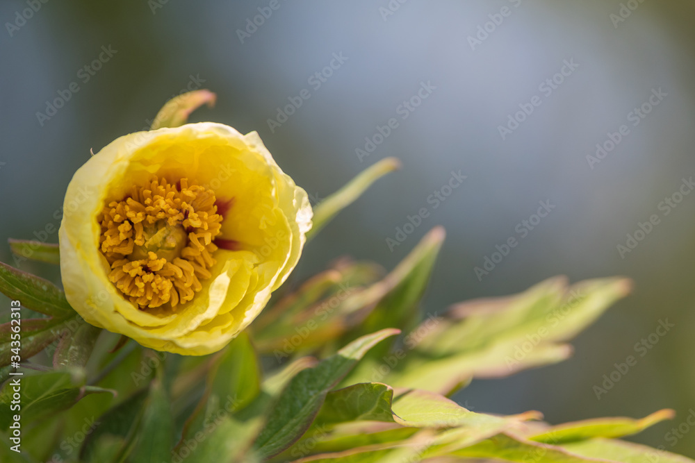 Pivoine arbustive