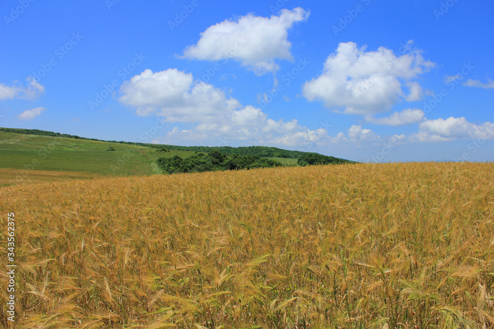 Azerbaijan. Beautiful, golden fields of wheat.
