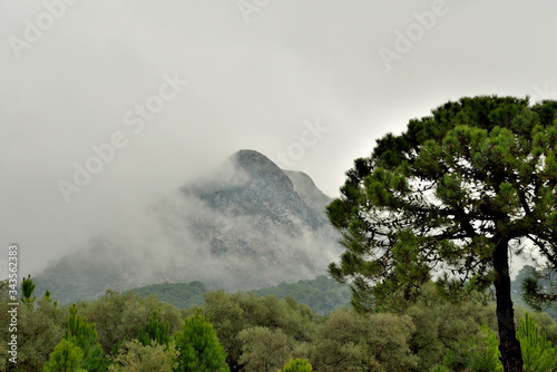 bosque con monta  a y niebla Marbella Andaluc  a Espa  a