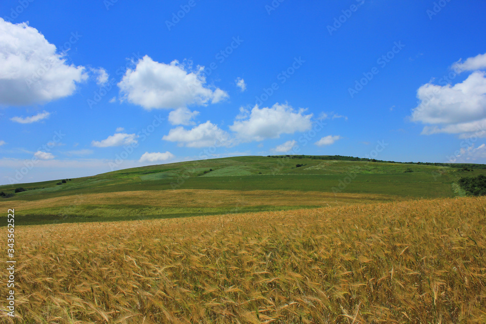 Azerbaijan. Beautiful, golden fields of wheat.