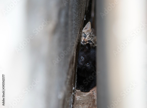 newborn kitty whisker cat afraid action at deep corner photo