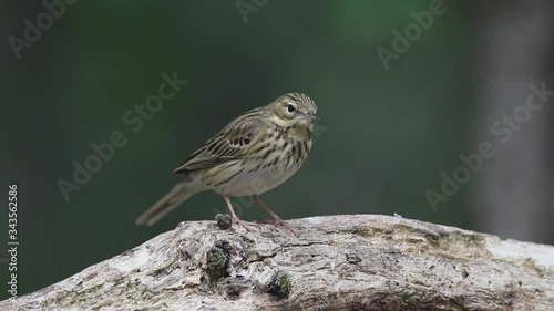 Baumpieper sitzt in einem Wald auf einen toten Ast, schaut sich um und fliegt weg photo