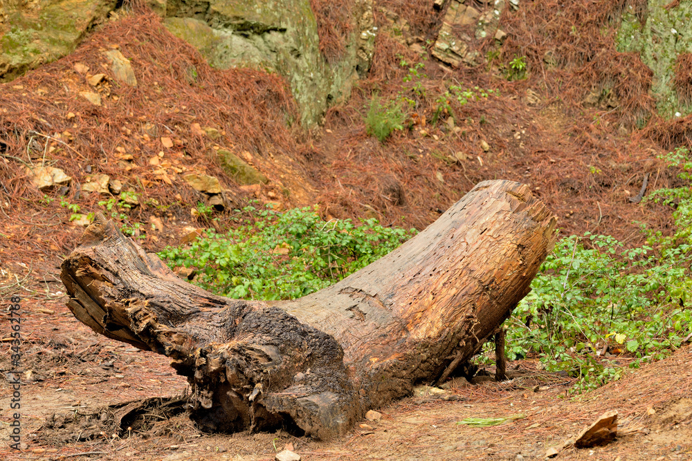 Fototapeta premium árbol muerto tronco viejo caído en el camino Marbella Andalucía España