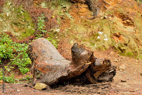 árbol caído tronco viejo y podrido en el bosque Marbella Andalucía España