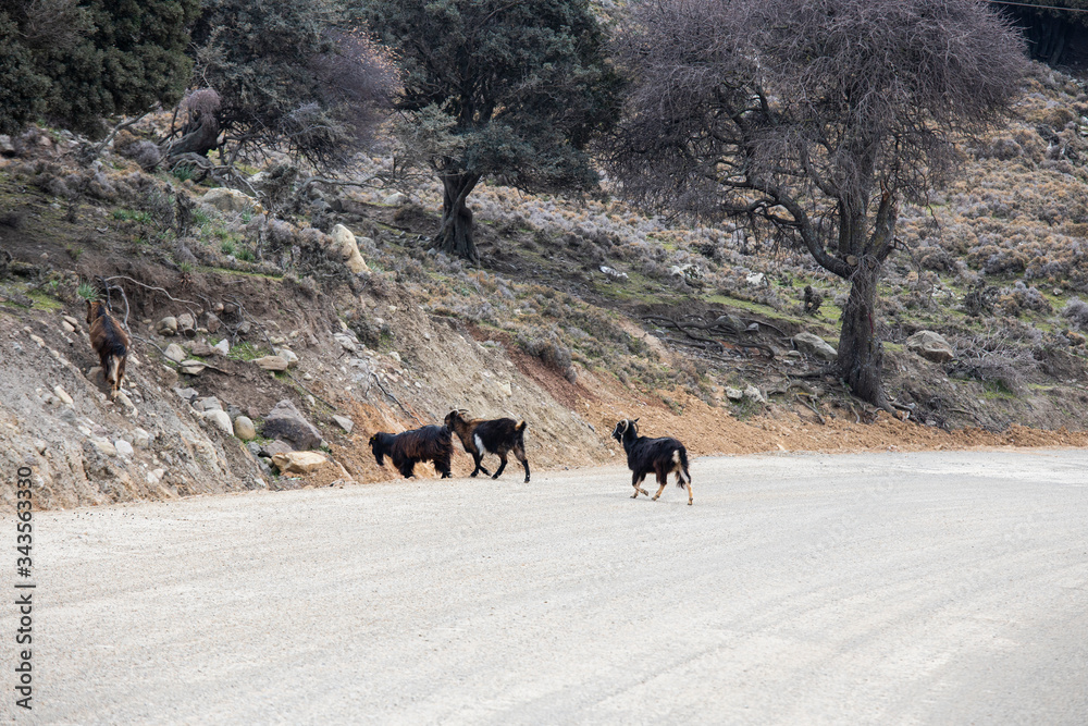 Fototapeta premium Black and white goats on the roadside. They cross the gravel road. There is a traffic sign on the road.