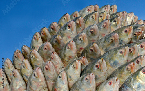 Delicious Hilsha fish and blue sky  photo