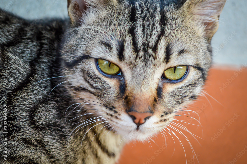 Young striped gray domestic cat portrait. Focus on cat eyes. Shallow depth of field.