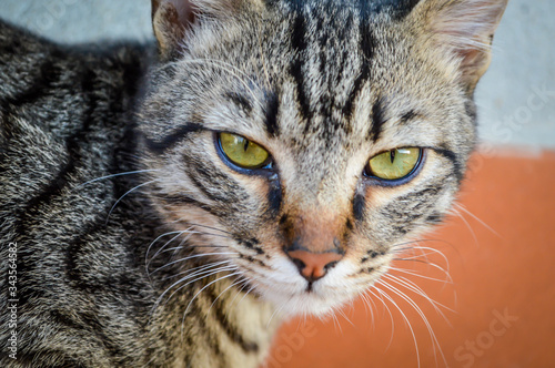 Young striped gray domestic cat portrait. Focus on cat eyes. Shallow depth of field. © sebastianosecondi