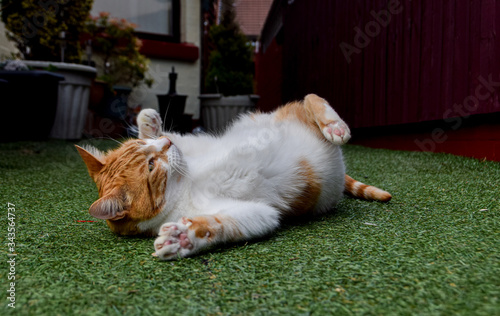 ginger and white cat playing in garden