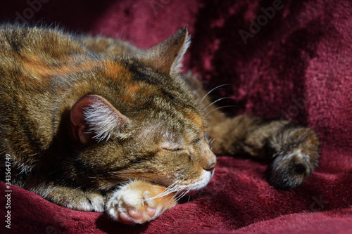 tabby cat sleeping