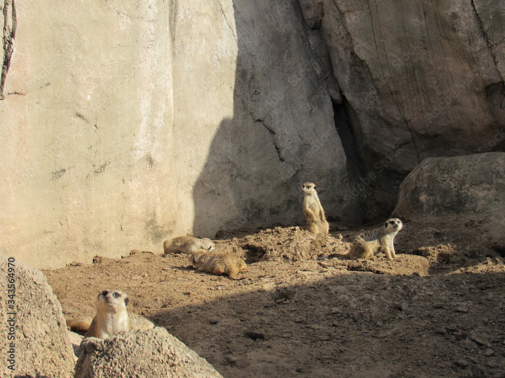 Obraz premium Animated meerkats in their environment