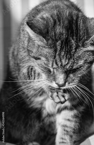 black and white photo of tabby cat washing