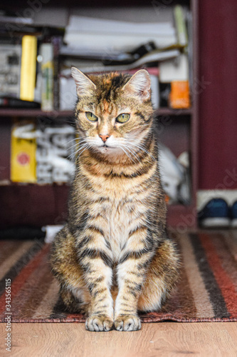 tabby cat  in house