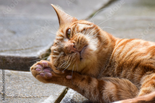 ginger cat sleeping
