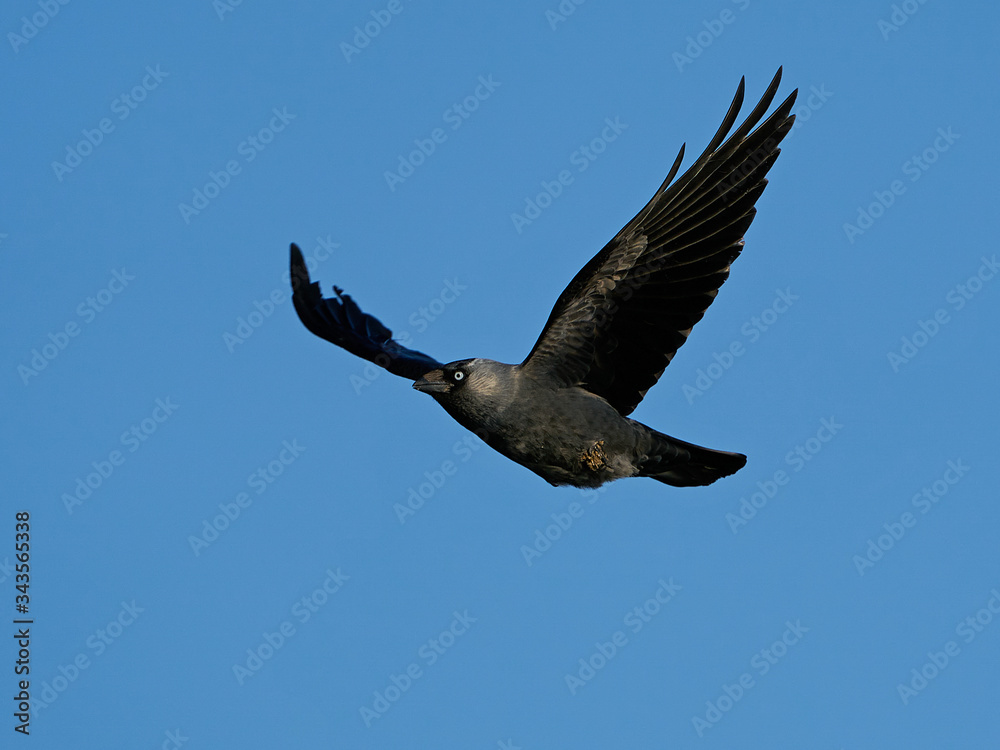 Fototapeta premium Western jackdaw (Coloeus monedula)