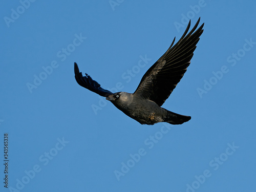 Western jackdaw  Coloeus monedula 