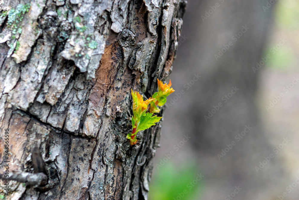 twigs with young leaves on the bark of an old tree twigs with young leaves on the bark of an old tree