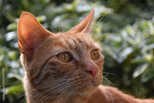 young ginger cat in the garden
