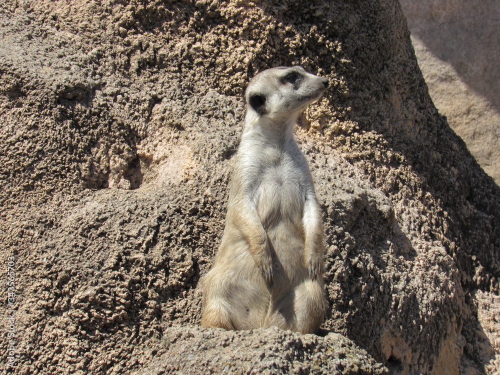 Fototapeta premium Animated meerkats in their environment