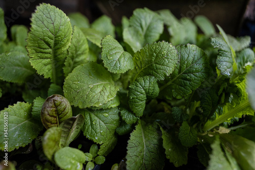 Fresh green mustard leaves sprinkled with water and soft focus in the background