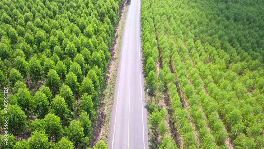 Top view of Long road in green forest Top view of Long road in green forest