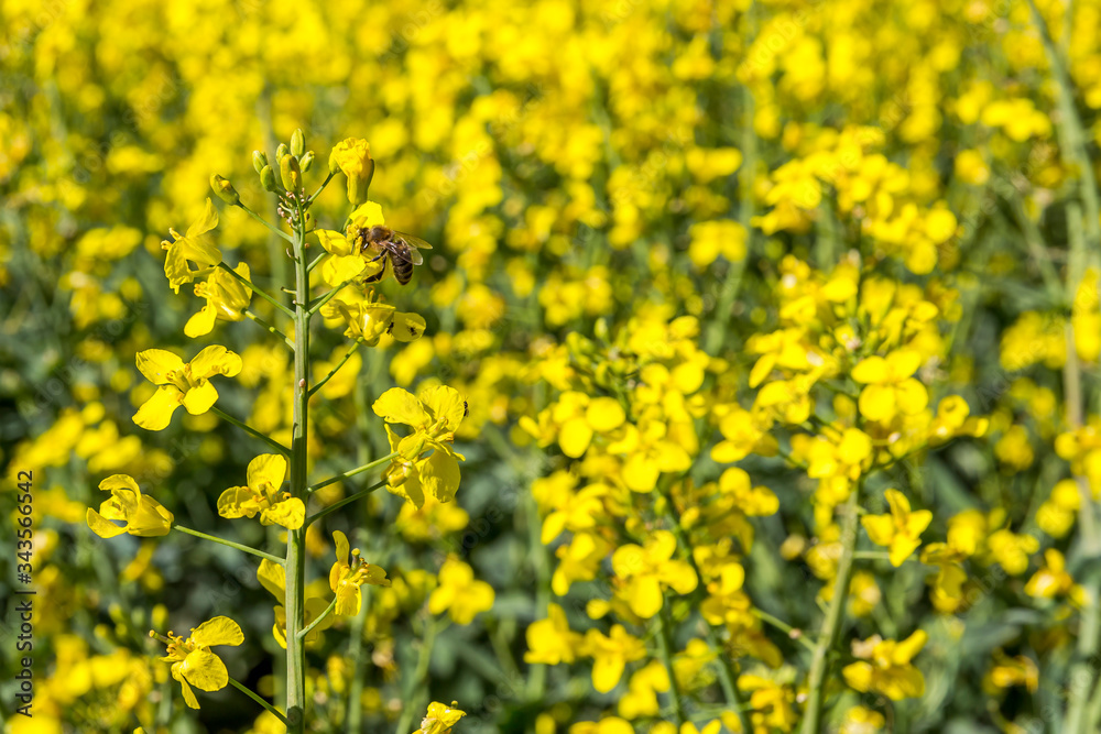 Biene auf einer Rapsblüte, Nahaufnahme, Blühendes Rapsfeld, Ingolstadt, Bayern, Deutschland Biene auf einer Rapsblüte, Nahaufnahme, Blühendes Rapsfeld, Ingolstadt, Bayern, Deutschland