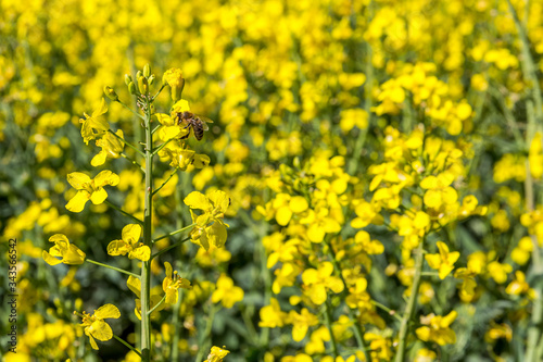 Biene auf einer Rapsblüte, Nahaufnahme, Blühendes Rapsfeld, Ingolstadt, Bayern, Deutschland