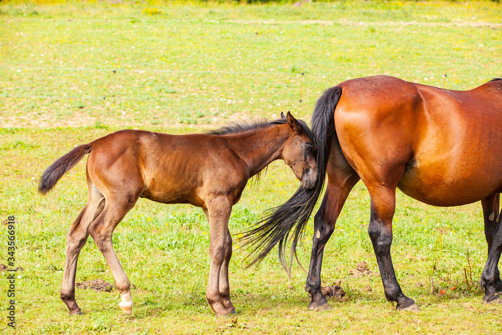 bay foal who is with his mother in the summer in a meadow bay foal who is with his mother in the summer in a meadow