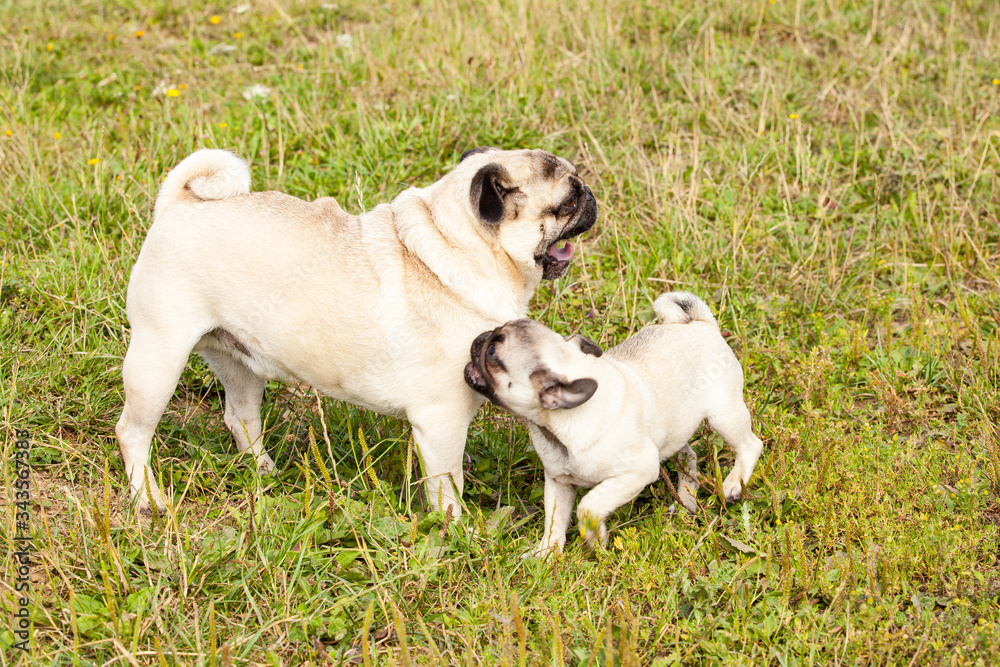 cute pug puppy playing with his dad in the grass