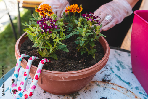 new young flowers planted in pots