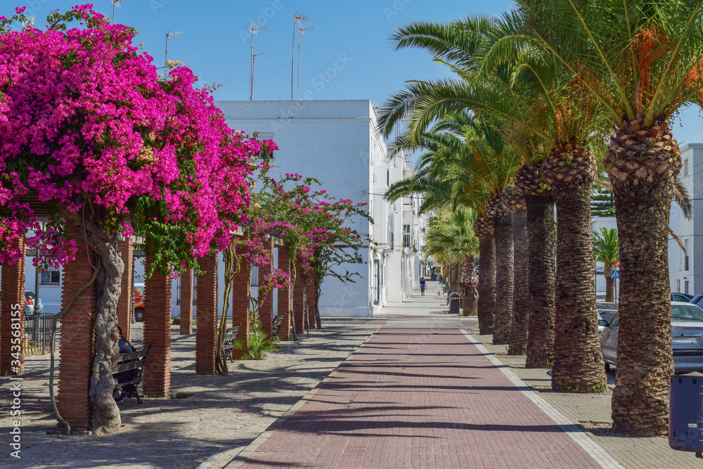 Flowers and palm trees street of Vejer de la Frontera