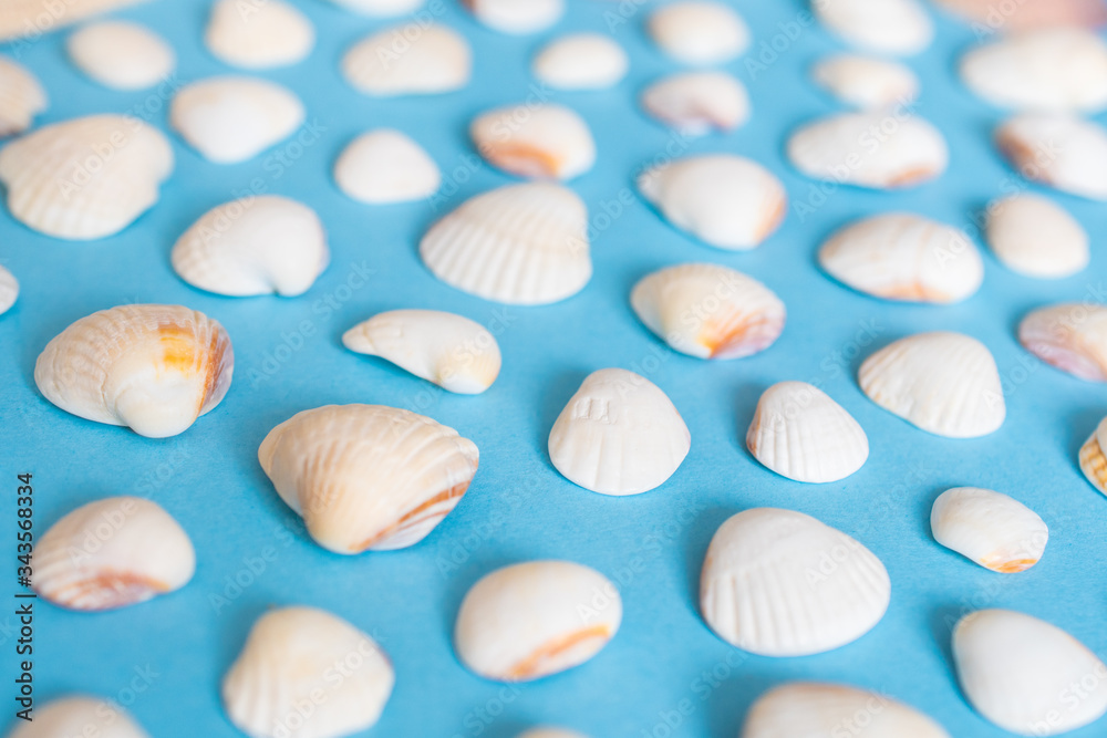 Lots of little white shells on a blue background