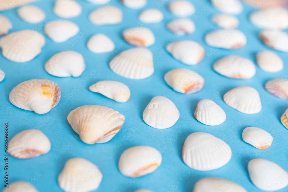 Lots of little white shells on a blue background Lots of little white shells on a blue background