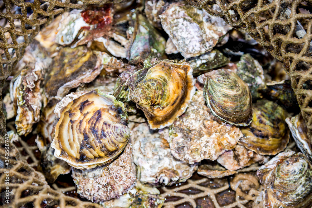 Fresh raw closed oysters in fishing net at Oyster farm. Delicacy rare and expensive edible salt-water bivalve molluscs background.