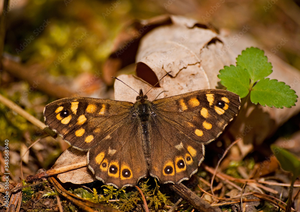 Obraz premium motyl na suchych liściach zbliżenie