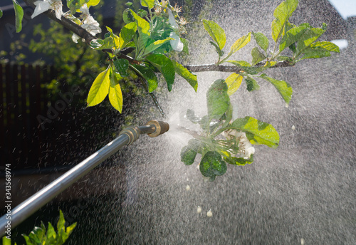 Gardener applying insecticide fertilizer on tree branch using a sprayer on a sunny day photo