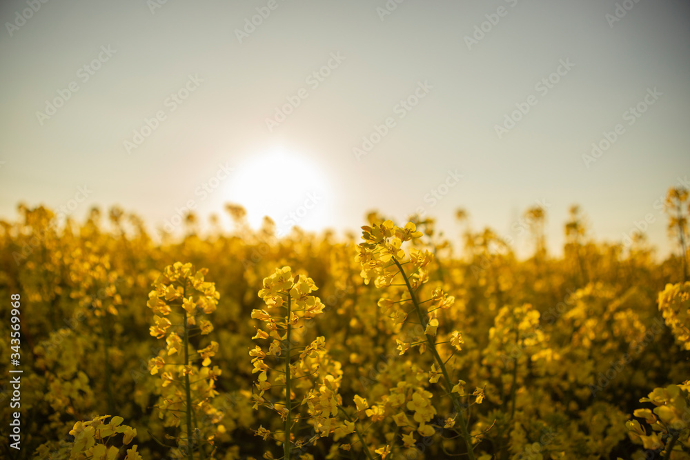 Obraz premium Rapsfeld in der Sonne