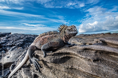 Galapagos Marine Iguana  © Dennis