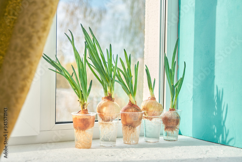 Obraz na płótnie homemade green onions on the windowsill. seedlings of vegetables at home w salonie
