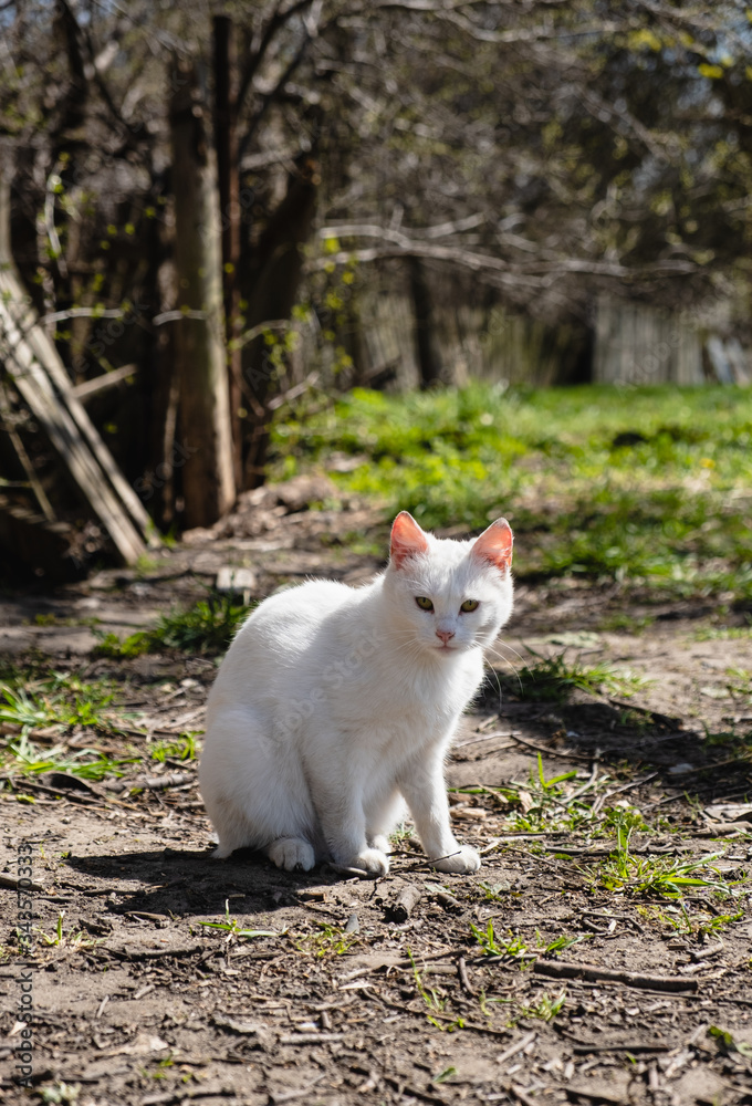 A white cat sits on the ground on a sunny day.