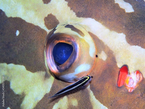 Grouper Eye photo