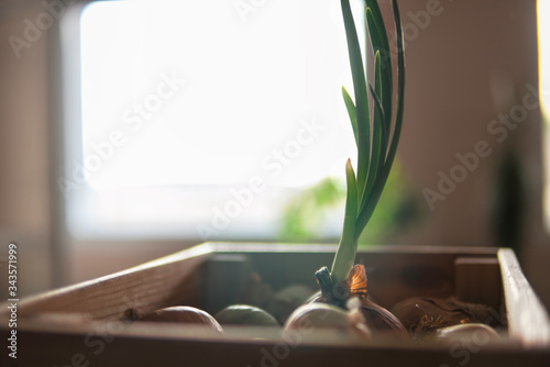 Green onion among onions in the wooden box in front of window