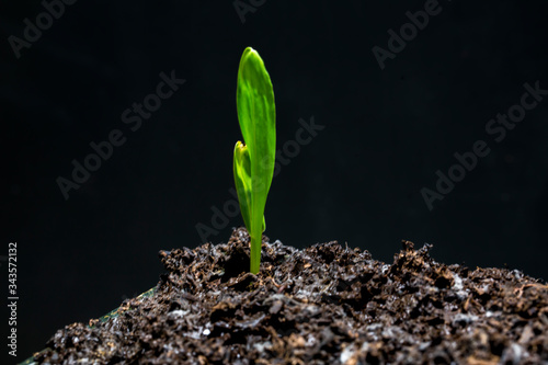 Canvas-taulu Little plant growing on soil with sunlight