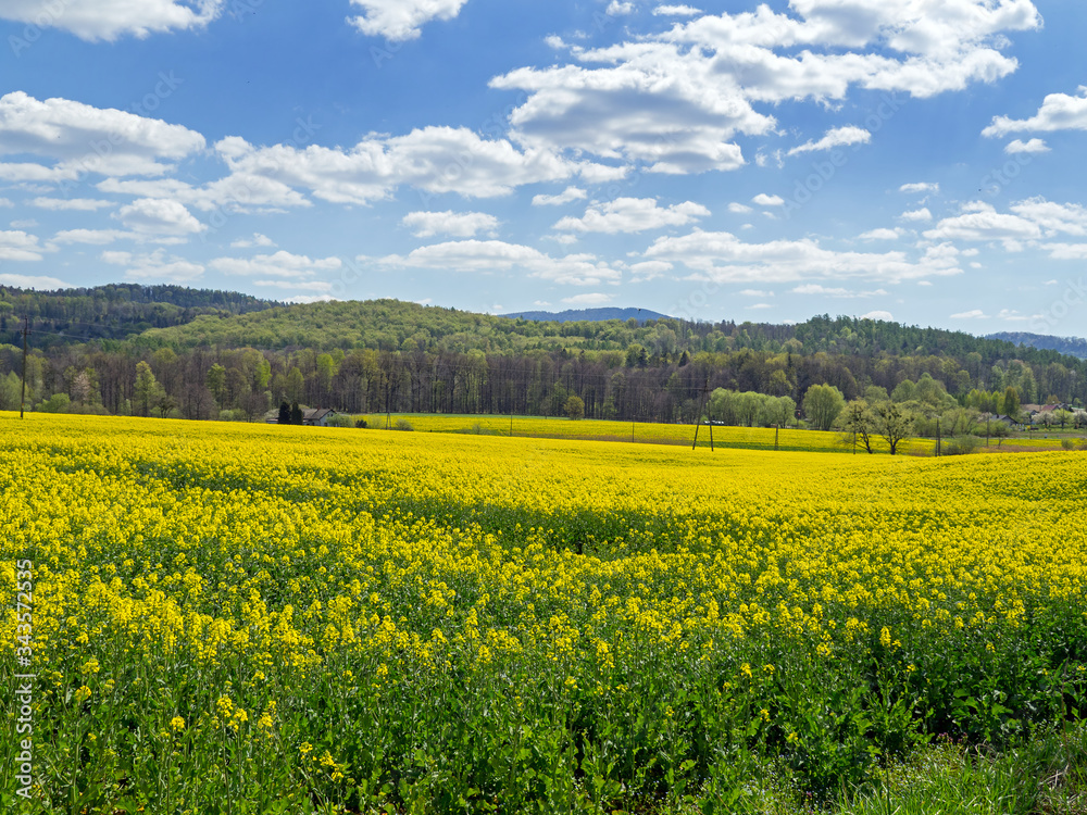 blooming rapeseed, arable field, agriculture