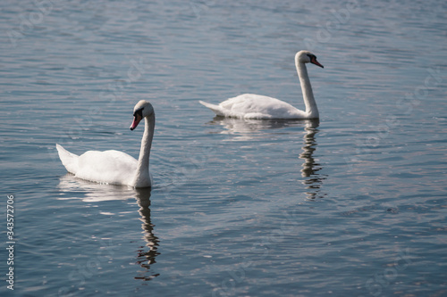 two white swans in a pond, Swan lake © Ekaterina